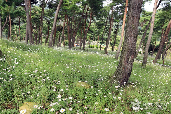 정읍 구절초 축제