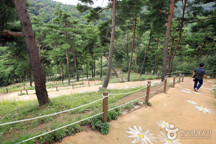 정읍 구절초 축제