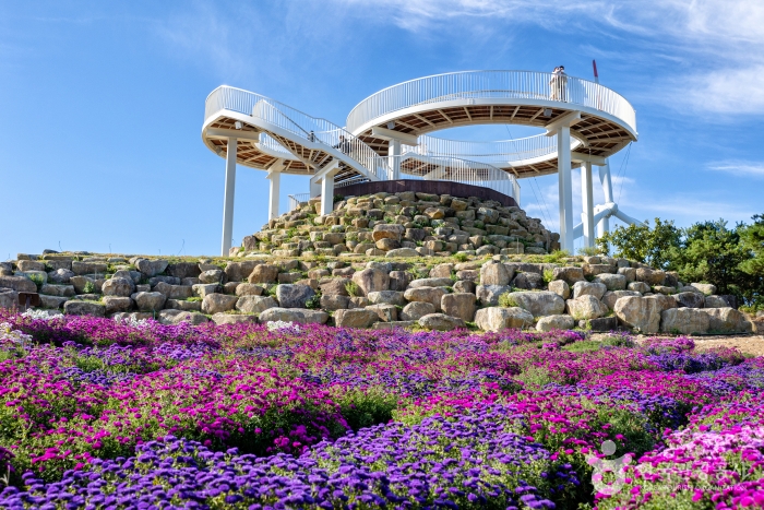 감악산 아스타국화축제