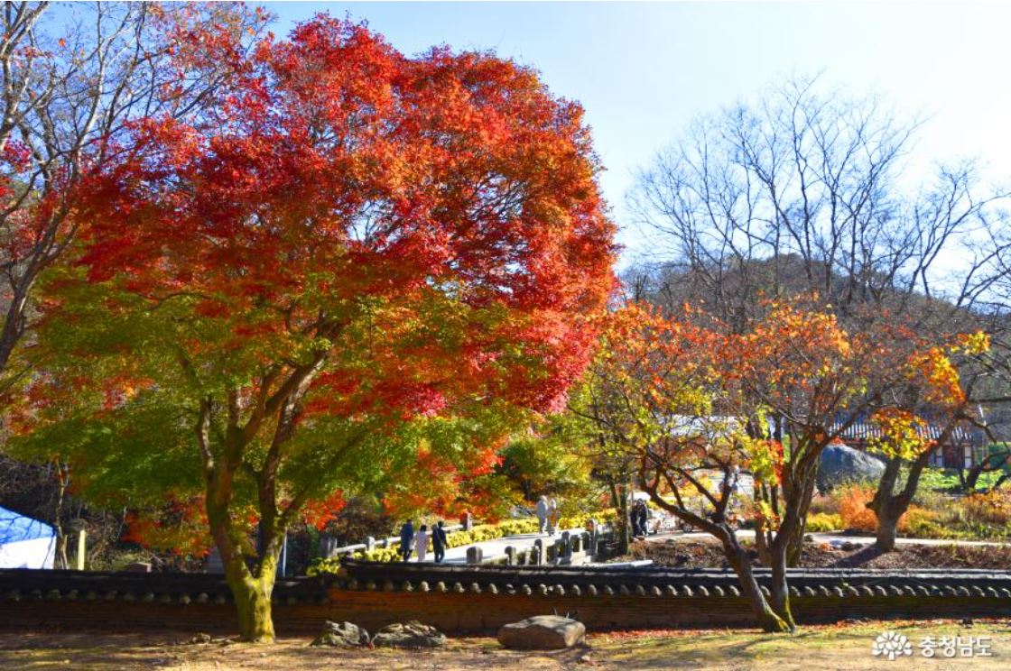 공주 마곡사 단풍 당일투어