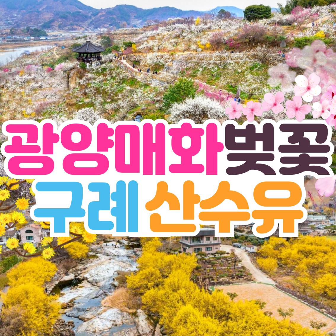 광양매화+구례산수유