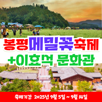 [부산출발] 봉평 메밀꽃 축제 + 이효석 문화관 당일치기 버스여행