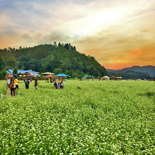 [부산출발] 봉평 메밀꽃 축제 + 이효석 문화관 당일치기 버스여행
