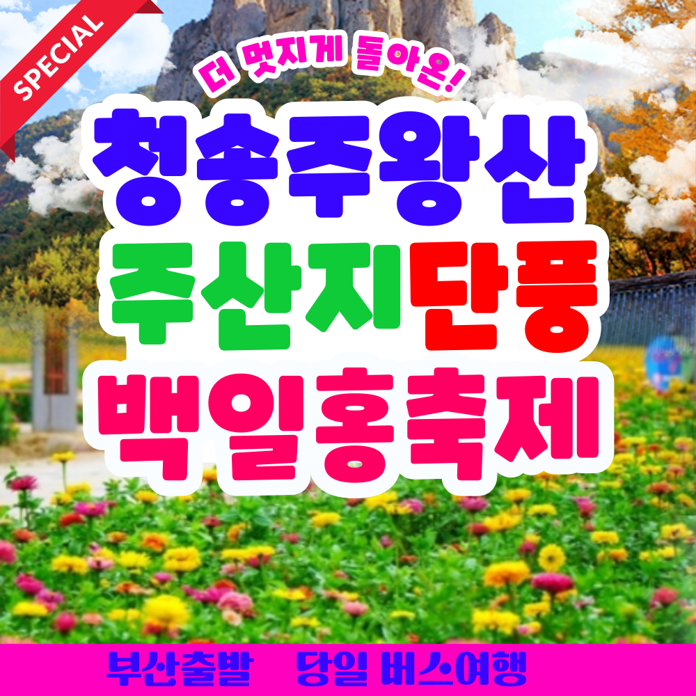 [부산출발] 청송 주왕산 주산지 단풍 + 백일홍 축제 당일버스여행