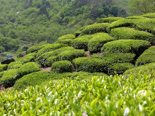 [부산출발] 남도 - 장흥 강진 나주 화순 맛따라 멋따라 1박 2일 식도락여행