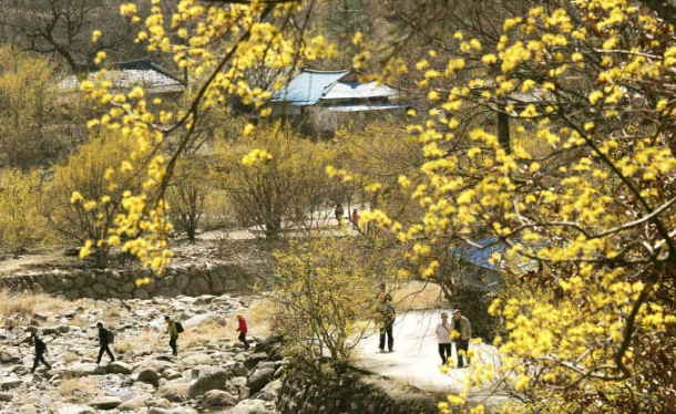 [부산출발]  구례 산수유축제 + 화엄사 홍매화