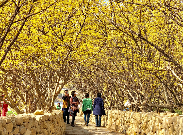 [부산출발]  구례 산수유축제 + 화엄사 홍매화