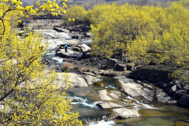 [부산출발]  구례 산수유축제 + 화엄사 홍매화