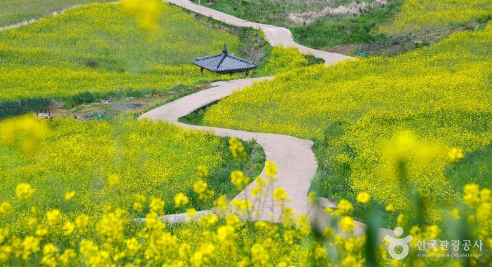 [부산출발]   청산도 완도항 봄 힐링 투어  1박2일여행