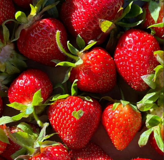 [부산출발] 2026 논산딸기축제