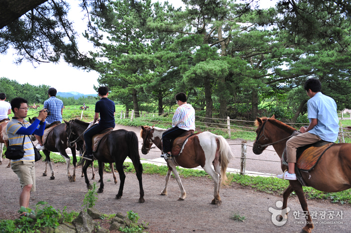 [부산출발] 제주품격여행 봄향기가득한 제주도여행  2박3일