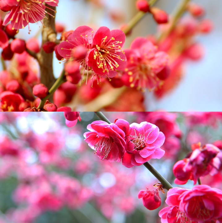 [부산출발] 신안 임자도 섬 홍매화 축제
