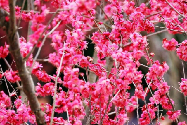 [부산출발] 신안 임자도 섬 홍매화 축제