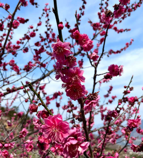 [부산출발] 신안 임자도 섬 홍매화 축제