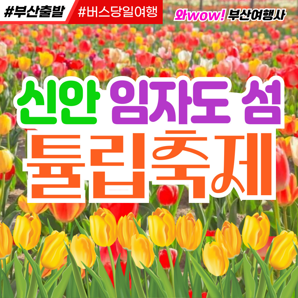 [부산출발] 신안 임자도 섬 튤립축제 대광해변 우봉 조희룡 미술관 당일투어