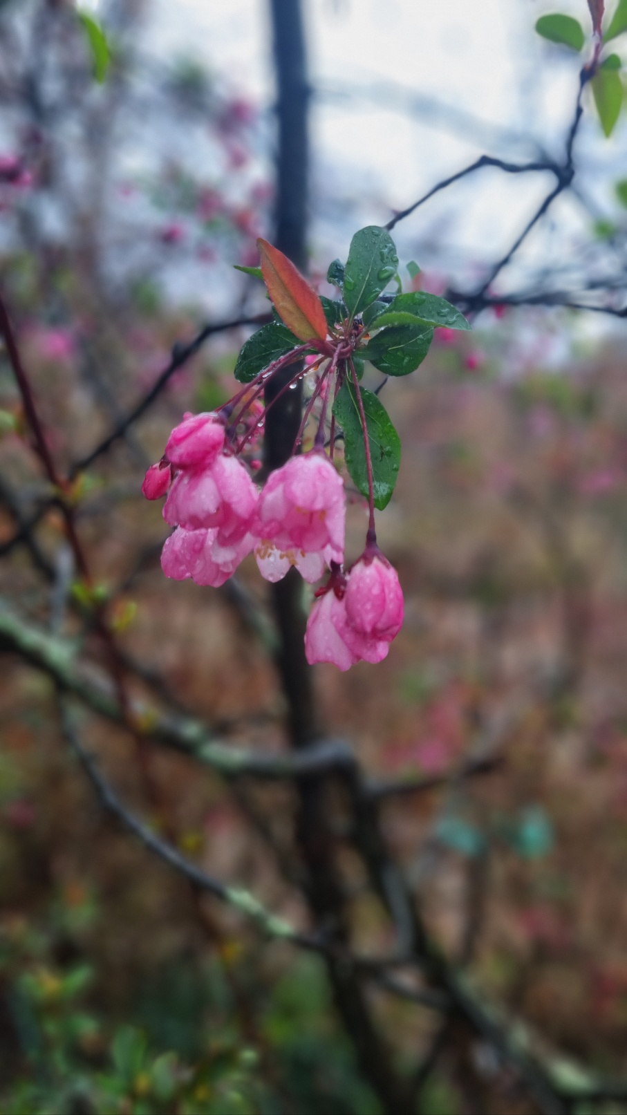 [부산출발]  강진 남미륵사 서부해당화 철쭉 봄꽃 축제 당일여행