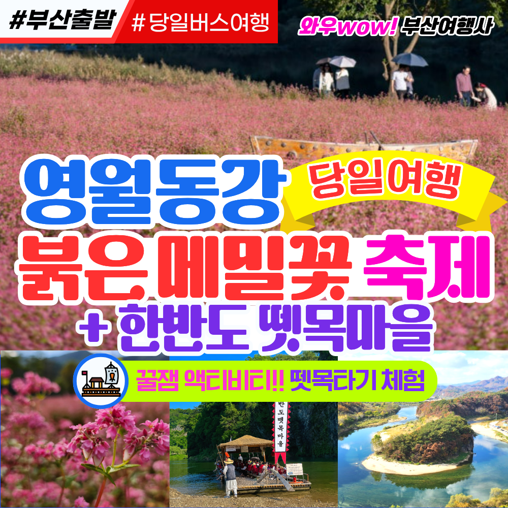 [부산출발] 영월 동강 붉은 메밀꽃 축제+한반도 뗏목마을 당일버스여행