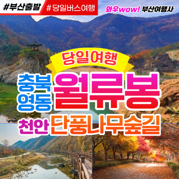 [부산출발] 충남 월류봉+천안 단풍나무숲길 단풍의 절정~ 당일버스여행